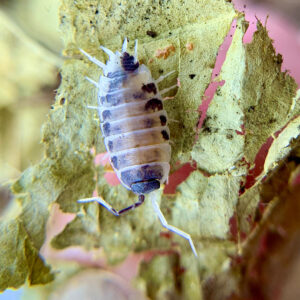 Isopods