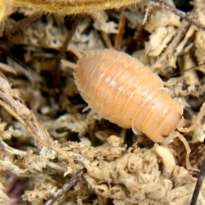 PWDR Orange Isopod