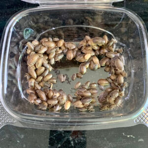 10 Grams Small Dubia