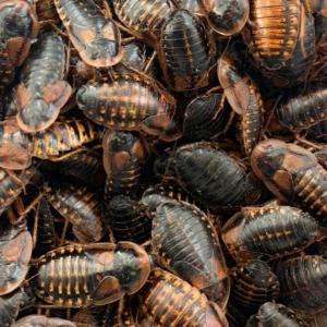 Starter Dubia Colony