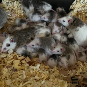 African Soft Fur Feeder Rat 11-15 Grams