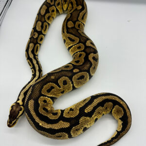 Female 66% Het Orange Ghost  Pastel Ball Python