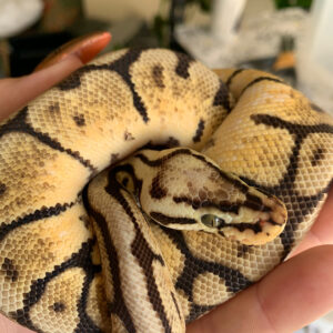 Male 50% Het Piebald Pastel Spider Ball Python