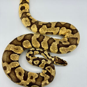 Proven Adult Male Pastel Enchi Yellow Belly Ball Python
