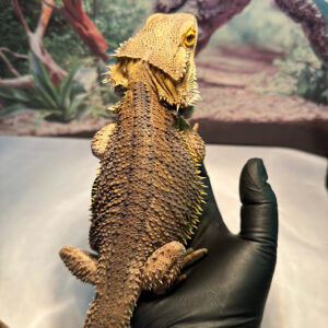 2022 Male Citrus Bearded Dragon